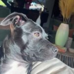 Jaina Lee Ortiz Instagram - Lou/Louie/LooLoo/My baby/Mi nene, etc We rescued him from @wagsandwalks on Dec 10. He was born on 8/20/23, unsure of his breed but we find out very soon as we just submitted his doggie DNA (😭😭😭) He is extremely smart, loves to cuddle and nap, enjoys foraging for seeds & leaves in the backyard…. And sleeps throughout the night! (🙏🏽) Don’t mind me, I’ll be flooding the feed with puppy pics bc I’m obsessed. 😍