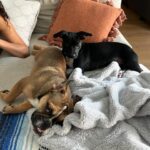 Jaina Lee Ortiz Instagram – Louie lately…