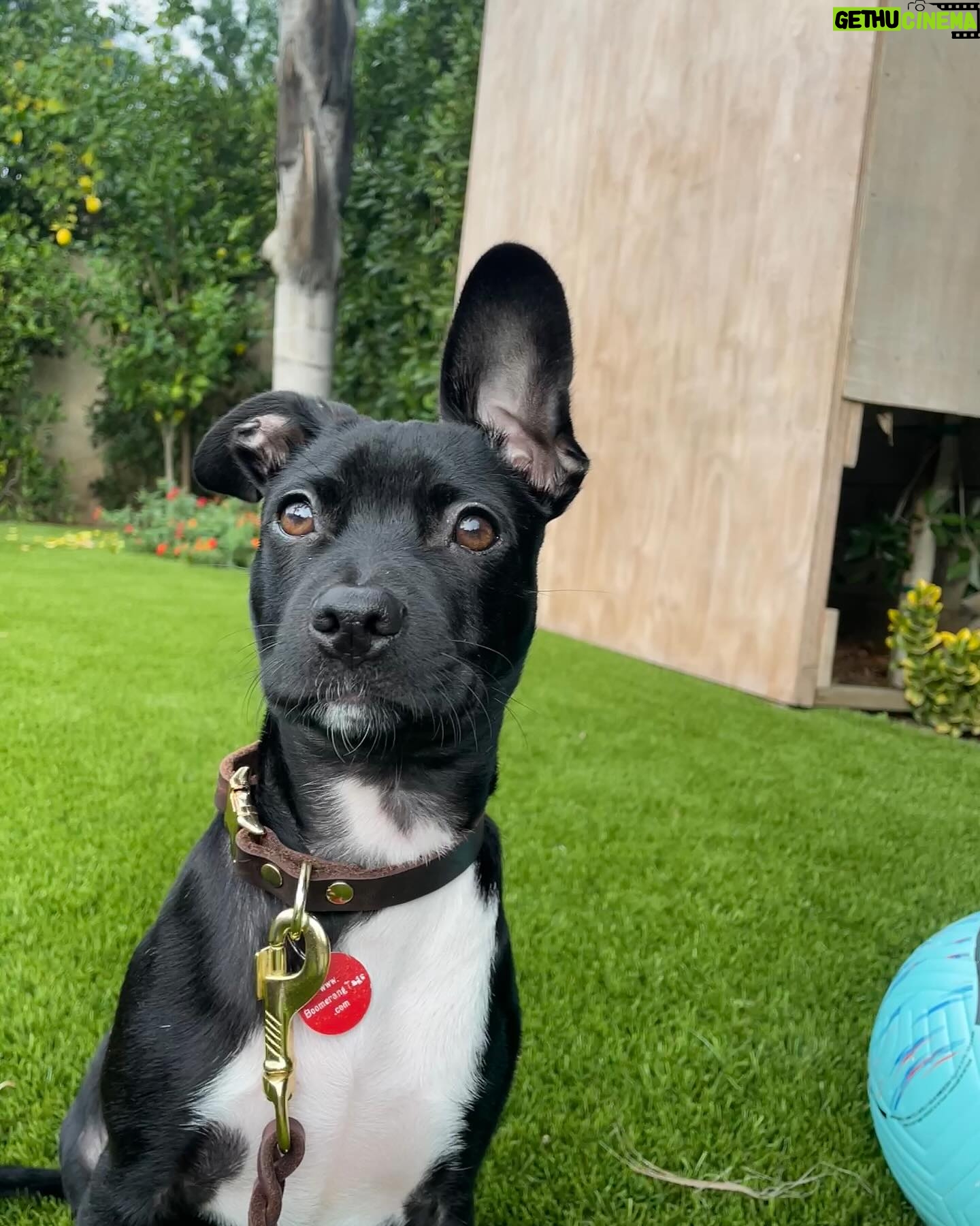 Jaina Lee Ortiz - 35.6K Likes - Lou/Louie/LooLoo/My baby/Mi nene, etc
We rescued him from @wagsandwalks on Dec 10.
He was born on 8/20/23, unsure of his breed but we find out very soon as we just submitted his doggie DNA (😭😭😭)
He is extremely smart, loves to cuddle and nap, enjoys foraging for seeds & leaves in the backyard…. And sleeps throughout the night! (🙏🏽)
Don’t mind me, I’ll be flooding the feed with puppy pics bc I’m obsessed. 😍