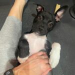 Jaina Lee Ortiz Instagram – Lou/Louie/LooLoo/My baby/Mi nene, etc 

We rescued him from @wagsandwalks on Dec 10. 
He was born on 8/20/23, unsure of his breed but we find out very soon as we just submitted his doggie DNA (😭😭😭)
He is extremely smart, loves to cuddle and nap, enjoys foraging for seeds & leaves in the backyard…. And sleeps throughout the night! (🙏🏽) 
Don’t mind me, I’ll be flooding the feed with puppy pics bc I’m obsessed. 😍