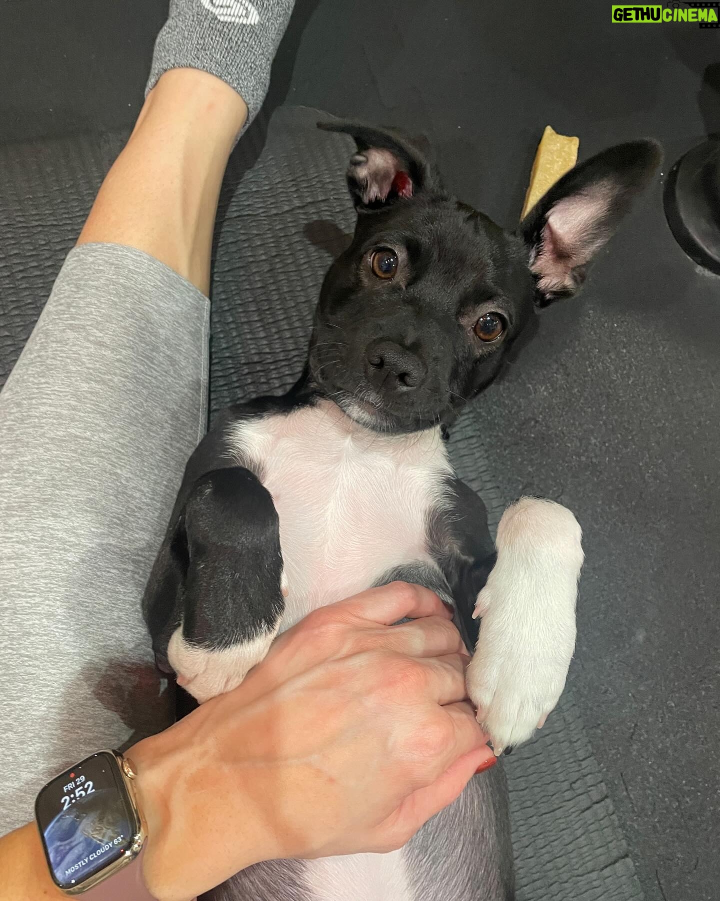 Jaina Lee Ortiz - 35.6K Likes - Lou/Louie/LooLoo/My baby/Mi nene, etc
We rescued him from @wagsandwalks on Dec 10.
He was born on 8/20/23, unsure of his breed but we find out very soon as we just submitted his doggie DNA (😭😭😭)
He is extremely smart, loves to cuddle and nap, enjoys foraging for seeds & leaves in the backyard…. And sleeps throughout the night! (🙏🏽)
Don’t mind me, I’ll be flooding the feed with puppy pics bc I’m obsessed. 😍