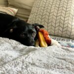 Jaina Lee Ortiz Instagram – Louie lately…
