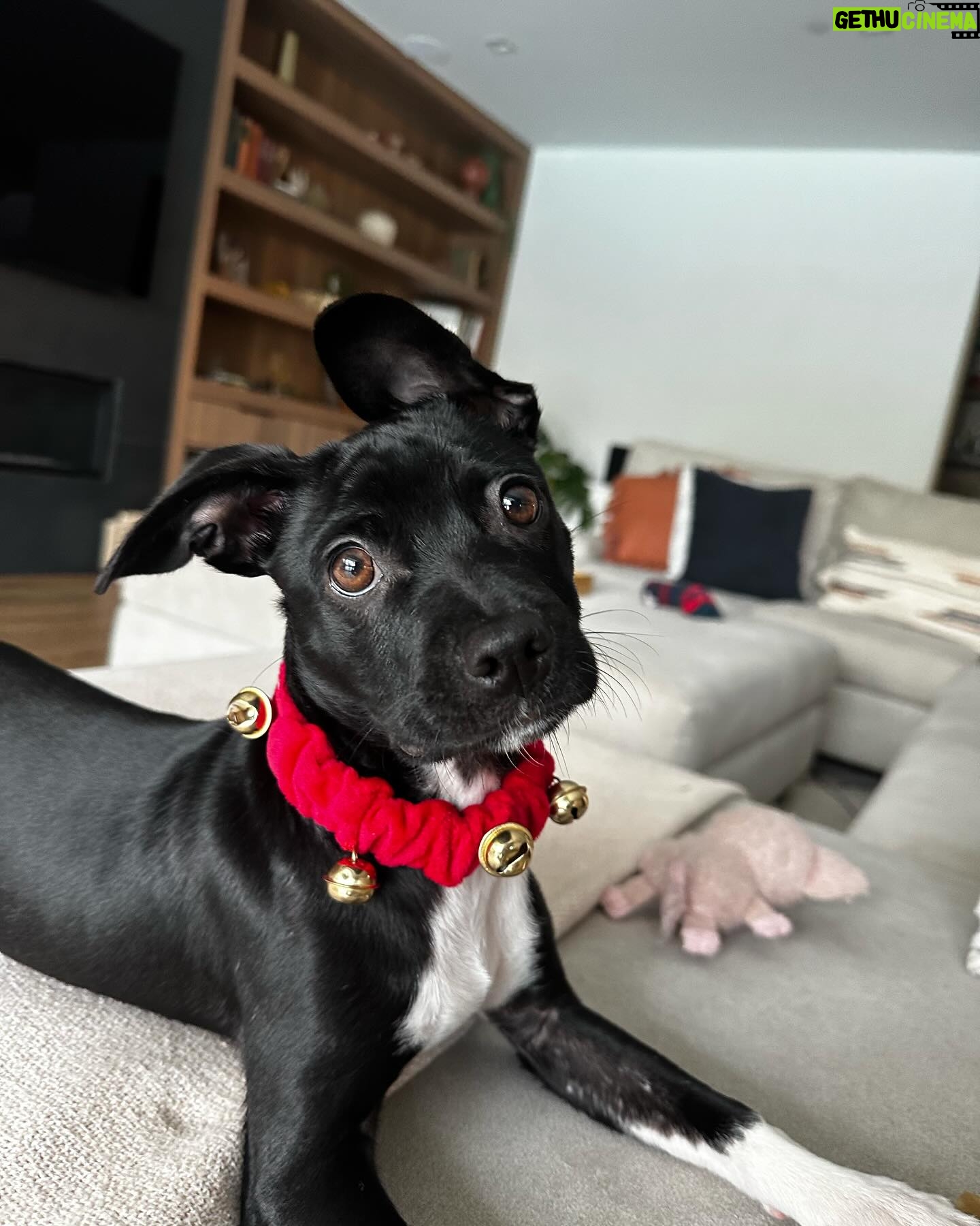 Jaina Lee Ortiz - 35.6K Likes - Lou/Louie/LooLoo/My baby/Mi nene, etc
We rescued him from @wagsandwalks on Dec 10.
He was born on 8/20/23, unsure of his breed but we find out very soon as we just submitted his doggie DNA (😭😭😭)
He is extremely smart, loves to cuddle and nap, enjoys foraging for seeds & leaves in the backyard…. And sleeps throughout the night! (🙏🏽)
Don’t mind me, I’ll be flooding the feed with puppy pics bc I’m obsessed. 😍