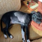 Jaina Lee Ortiz Instagram – Lou/Louie/LooLoo/My baby/Mi nene, etc 

We rescued him from @wagsandwalks on Dec 10. 
He was born on 8/20/23, unsure of his breed but we find out very soon as we just submitted his doggie DNA (😭😭😭)
He is extremely smart, loves to cuddle and nap, enjoys foraging for seeds & leaves in the backyard…. And sleeps throughout the night! (🙏🏽) 
Don’t mind me, I’ll be flooding the feed with puppy pics bc I’m obsessed. 😍