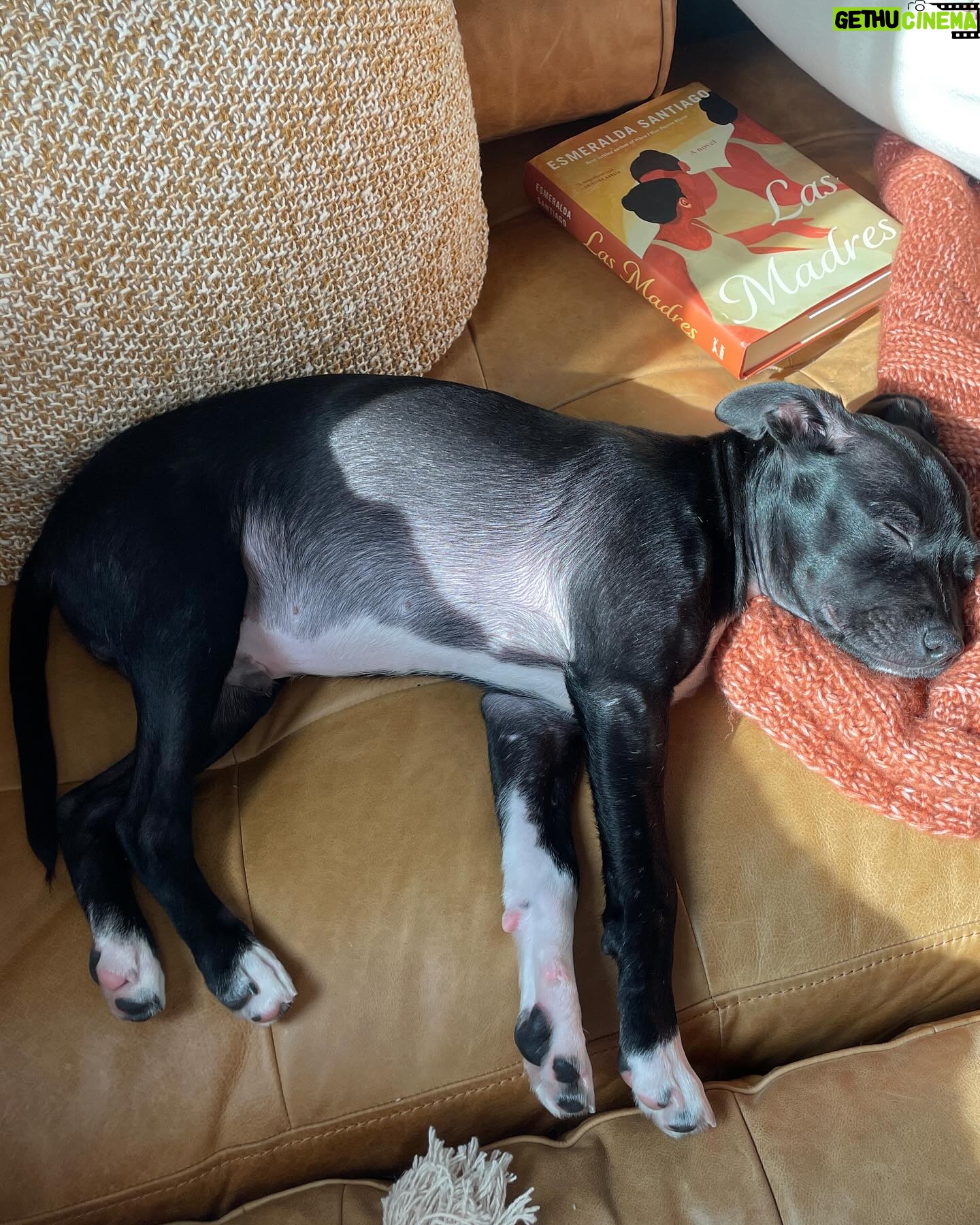 Jaina Lee Ortiz - 35.6K Likes - Lou/Louie/LooLoo/My baby/Mi nene, etc
We rescued him from @wagsandwalks on Dec 10.
He was born on 8/20/23, unsure of his breed but we find out very soon as we just submitted his doggie DNA (😭😭😭)
He is extremely smart, loves to cuddle and nap, enjoys foraging for seeds & leaves in the backyard…. And sleeps throughout the night! (🙏🏽)
Don’t mind me, I’ll be flooding the feed with puppy pics bc I’m obsessed. 😍