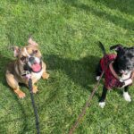 Jaina Lee Ortiz Instagram – A little LA rain ain’t gonna stop these besties from taking their morning stroll 🥹🐶🐶☔️