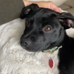 Jaina Lee Ortiz Instagram – Lou/Louie/LooLoo/My baby/Mi nene, etc 

We rescued him from @wagsandwalks on Dec 10. 
He was born on 8/20/23, unsure of his breed but we find out very soon as we just submitted his doggie DNA (😭😭😭)
He is extremely smart, loves to cuddle and nap, enjoys foraging for seeds & leaves in the backyard…. And sleeps throughout the night! (🙏🏽) 
Don’t mind me, I’ll be flooding the feed with puppy pics bc I’m obsessed. 😍