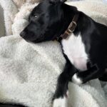 Jaina Lee Ortiz Instagram – Louie dump