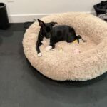 Jaina Lee Ortiz Instagram - Louie dump