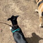 Jaina Lee Ortiz Instagram – Louie dump