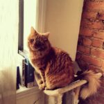 Jandae Percem Instagram - Good morning, ya awake?! 😸😽 #cat #cats #nyc