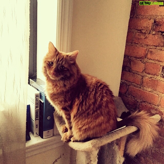 Jandae Percem - 3 Likes - Good morning, ya awake?! 😸😽 #cat #cats #nyc