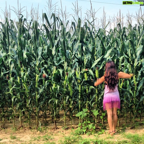 Jandae Percem - 3 Likes - Corn thief