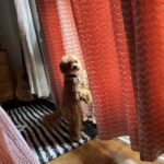 Jane Lynch Instagram - Francine is unaware she’s a quadruped
