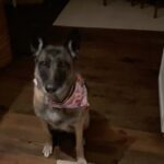 Jane Lynch Instagram - Mildred the Mighty Malinois, always at the ready, patiently awaits her just desert…