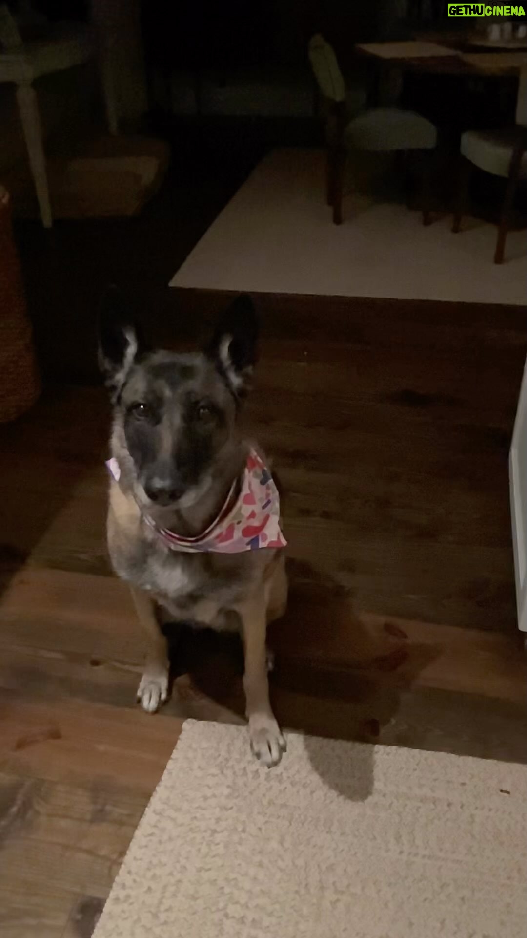 Jane Lynch Instagram - Mildred the Mighty Malinois, always at the ready, patiently awaits her just desert…