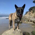 Jane Lynch Instagram - Mildred. 🐾💕