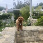 Jane Lynch Instagram - Queen of all she surveys. @francinethedoodle