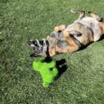 Jane Lynch Instagram – Mildred’s new toy matches the grass and it’s cracking her up.
