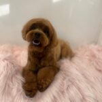Jane Lynch Instagram - My grandniece , Francine was groomed today. She feels so pretty.