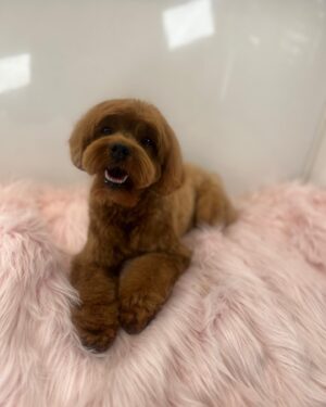 Jane Lynch Instagram - My grandniece , Francine was groomed today. She feels so pretty.