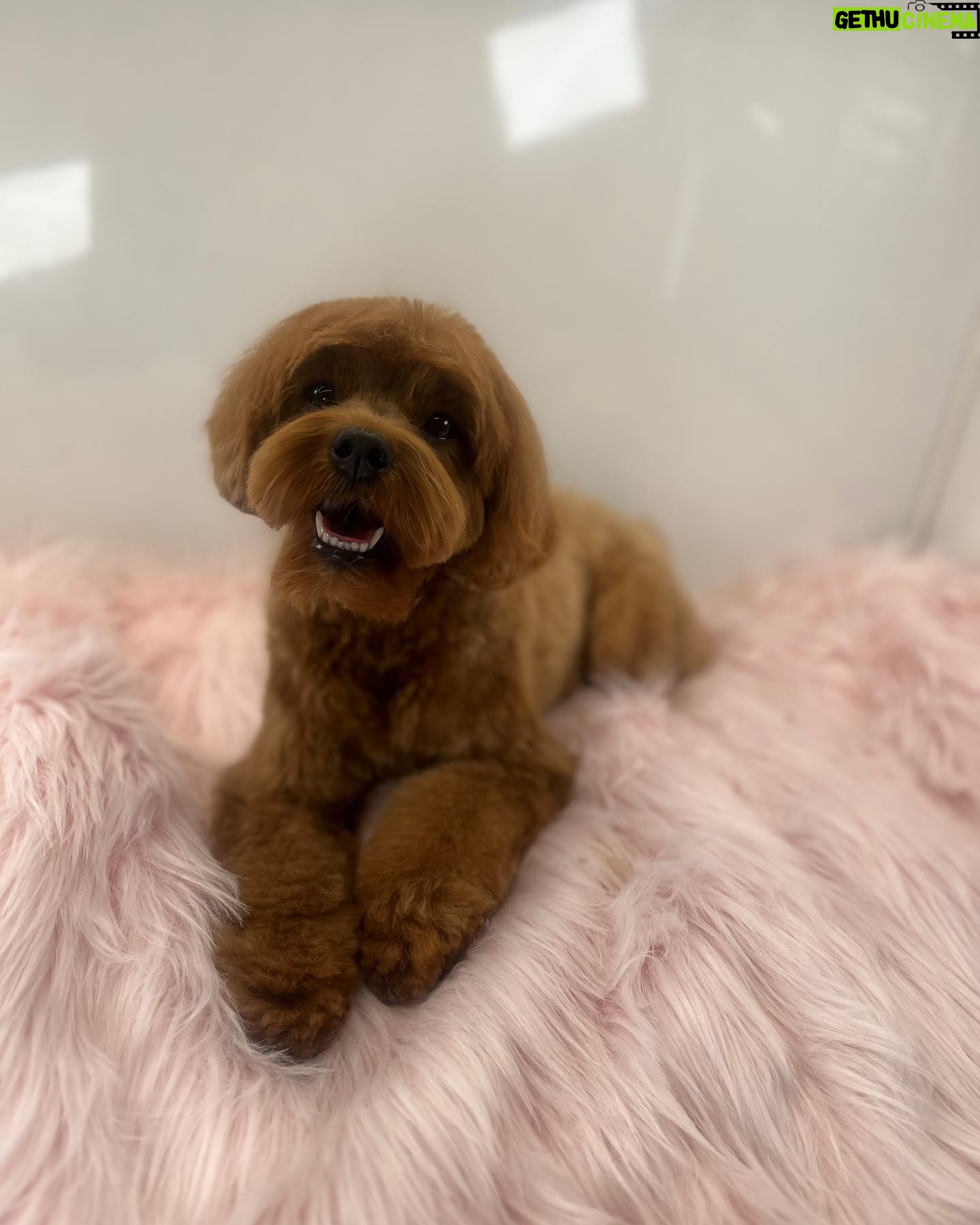 Jane Lynch - 3.4K Likes - My grandniece , Francine was groomed today. She feels so pretty.