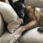 Jane Lynch Instagram - Mildred reclines. (Photo by @maritski22)