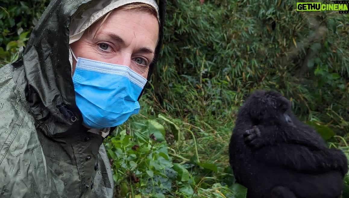 Jane Moore - 4.7K Likes - It has always been a dream of mine to see the mountain gorillas of Rwanda in their natural habitat and today that dream came true. I was soaked to the skin (well, it is a rainforest) and nearly had a heart attack when the big fella came out of the undergrowth and beat his chest (see on my stories) but what an incredible experience. Rwanda is stunningly beautiful and the people work very hard to keep it that way via conservation and community projects as well as protecting the gorillas from extinction. #rwanda #gorillas #conservation #silverback