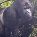 Jane Moore Instagram - It has always been a dream of mine to see the mountain gorillas of Rwanda in their natural habitat and today that dream came true. I was soaked to the skin (well, it is a rainforest) and nearly had a heart attack when the big fella came out of the undergrowth and beat his chest (see on my stories) but what an incredible experience. Rwanda is stunningly beautiful and the people work very hard to keep it that way via conservation and community projects as well as protecting the gorillas from extinction. #rwanda #gorillas #conservation #silverback