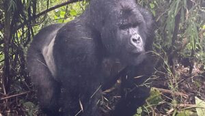Jane Moore Instagram - It has always been a dream of mine to see the mountain gorillas of Rwanda in their natural habitat and today that dream came true. I was soaked to the skin (well, it is a rainforest) and nearly had a heart attack when the big fella came out of the undergrowth and beat his chest (see on my stories) but what an incredible experience. Rwanda is stunningly beautiful and the people work very hard to keep it that way via conservation and community projects as well as protecting the gorillas from extinction. #rwanda #gorillas #conservation #silverback