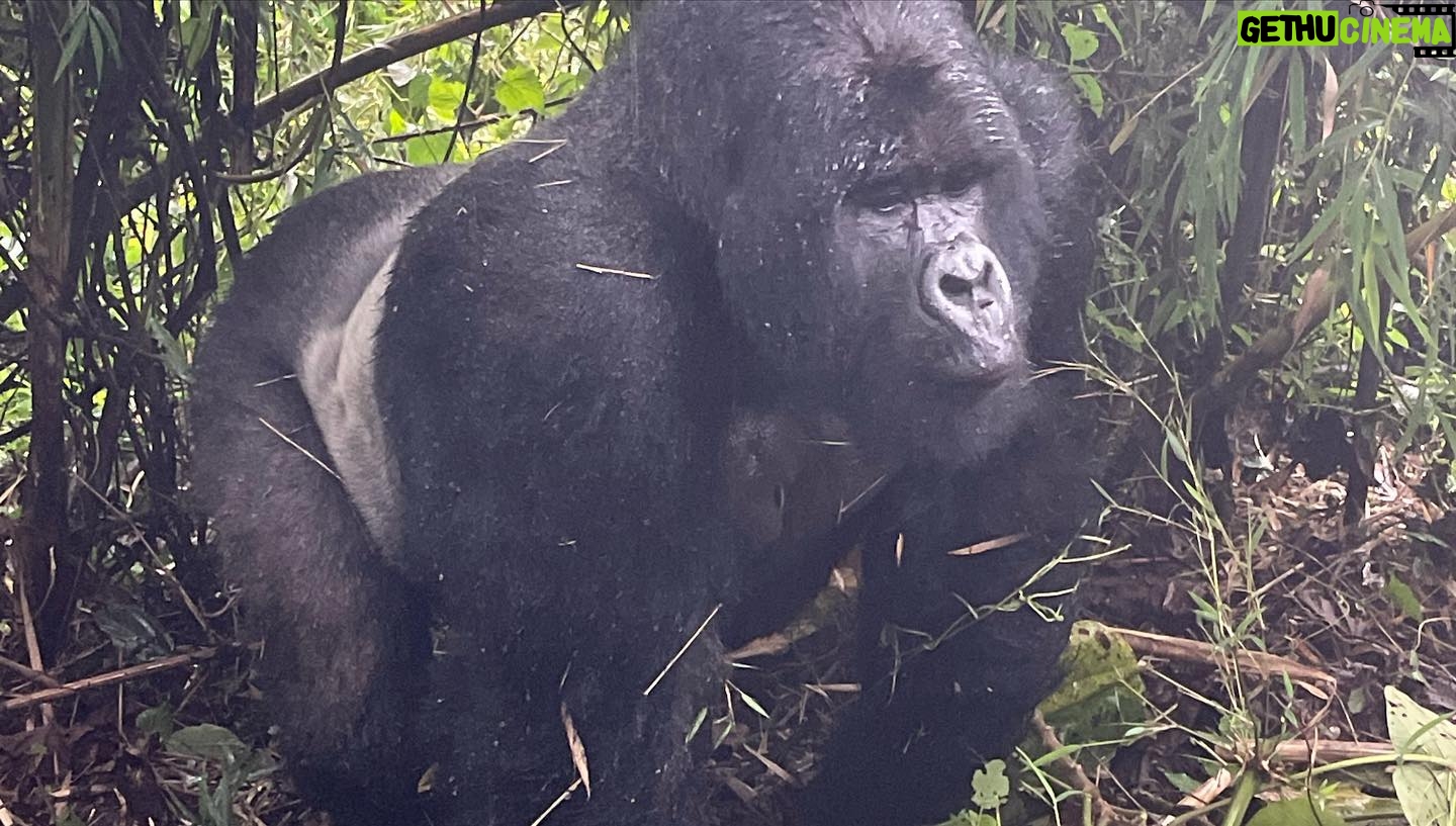 Jane Moore - 4.7K Likes - It has always been a dream of mine to see the mountain gorillas of Rwanda in their natural habitat and today that dream came true. I was soaked to the skin (well, it is a rainforest) and nearly had a heart attack when the big fella came out of the undergrowth and beat his chest (see on my stories) but what an incredible experience. Rwanda is stunningly beautiful and the people work very hard to keep it that way via conservation and community projects as well as protecting the gorillas from extinction. #rwanda #gorillas #conservation #silverback
