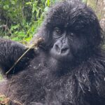 Jane Moore Instagram - It has always been a dream of mine to see the mountain gorillas of Rwanda in their natural habitat and today that dream came true. I was soaked to the skin (well, it is a rainforest) and nearly had a heart attack when the big fella came out of the undergrowth and beat his chest (see on my stories) but what an incredible experience. Rwanda is stunningly beautiful and the people work very hard to keep it that way via conservation and community projects as well as protecting the gorillas from extinction. #rwanda #gorillas #conservation #silverback