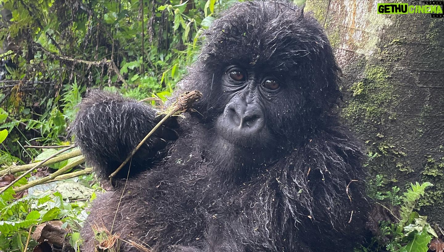 Jane Moore - 4.7K Likes - It has always been a dream of mine to see the mountain gorillas of Rwanda in their natural habitat and today that dream came true. I was soaked to the skin (well, it is a rainforest) and nearly had a heart attack when the big fella came out of the undergrowth and beat his chest (see on my stories) but what an incredible experience. Rwanda is stunningly beautiful and the people work very hard to keep it that way via conservation and community projects as well as protecting the gorillas from extinction. #rwanda #gorillas #conservation #silverback