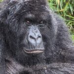 Jane Moore Instagram - It has always been a dream of mine to see the mountain gorillas of Rwanda in their natural habitat and today that dream came true. I was soaked to the skin (well, it is a rainforest) and nearly had a heart attack when the big fella came out of the undergrowth and beat his chest (see on my stories) but what an incredible experience. Rwanda is stunningly beautiful and the people work very hard to keep it that way via conservation and community projects as well as protecting the gorillas from extinction. #rwanda #gorillas #conservation #silverback