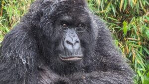Jane Moore Instagram - It has always been a dream of mine to see the mountain gorillas of Rwanda in their natural habitat and today that dream came true. I was soaked to the skin (well, it is a rainforest) and nearly had a heart attack when the big fella came out of the undergrowth and beat his chest (see on my stories) but what an incredible experience. Rwanda is stunningly beautiful and the people work very hard to keep it that way via conservation and community projects as well as protecting the gorillas from extinction. #rwanda #gorillas #conservation #silverback