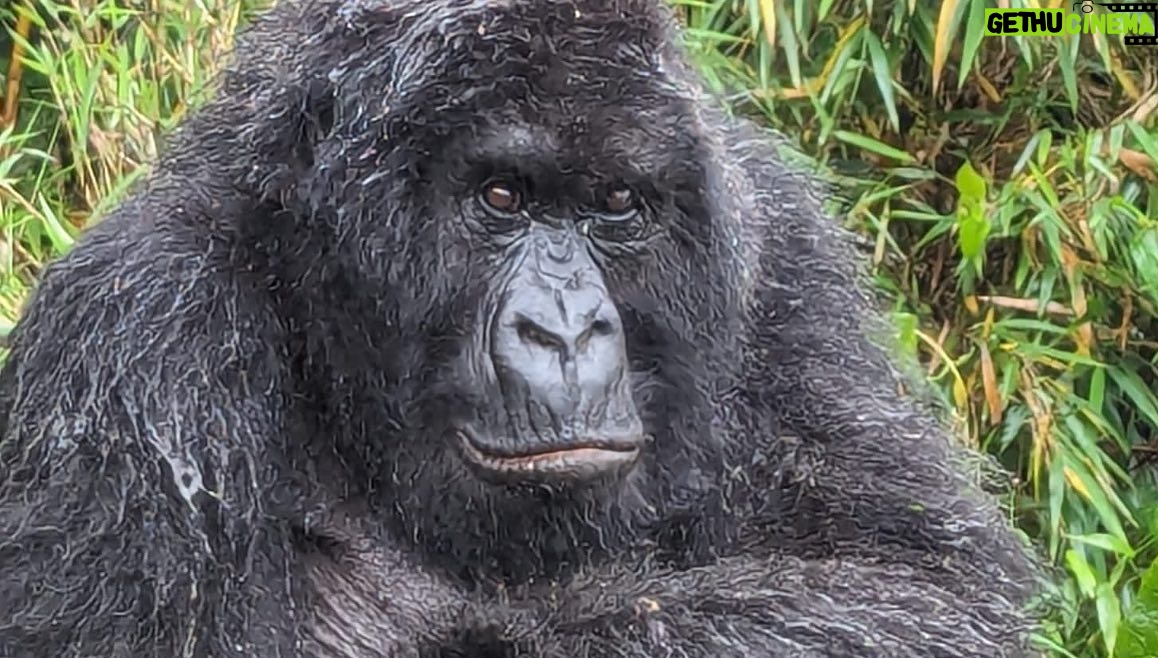 Jane Moore - 4.7K Likes - It has always been a dream of mine to see the mountain gorillas of Rwanda in their natural habitat and today that dream came true. I was soaked to the skin (well, it is a rainforest) and nearly had a heart attack when the big fella came out of the undergrowth and beat his chest (see on my stories) but what an incredible experience. Rwanda is stunningly beautiful and the people work very hard to keep it that way via conservation and community projects as well as protecting the gorillas from extinction. #rwanda #gorillas #conservation #silverback