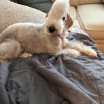 Janice Dean Instagram - Her name is Lola. She could be a showgirl! @westminsterkennelclub