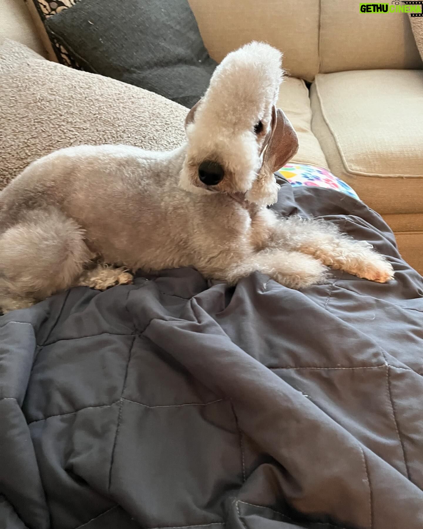 Janice Dean Instagram - Her name is Lola. She could be a showgirl! @westminsterkennelclub