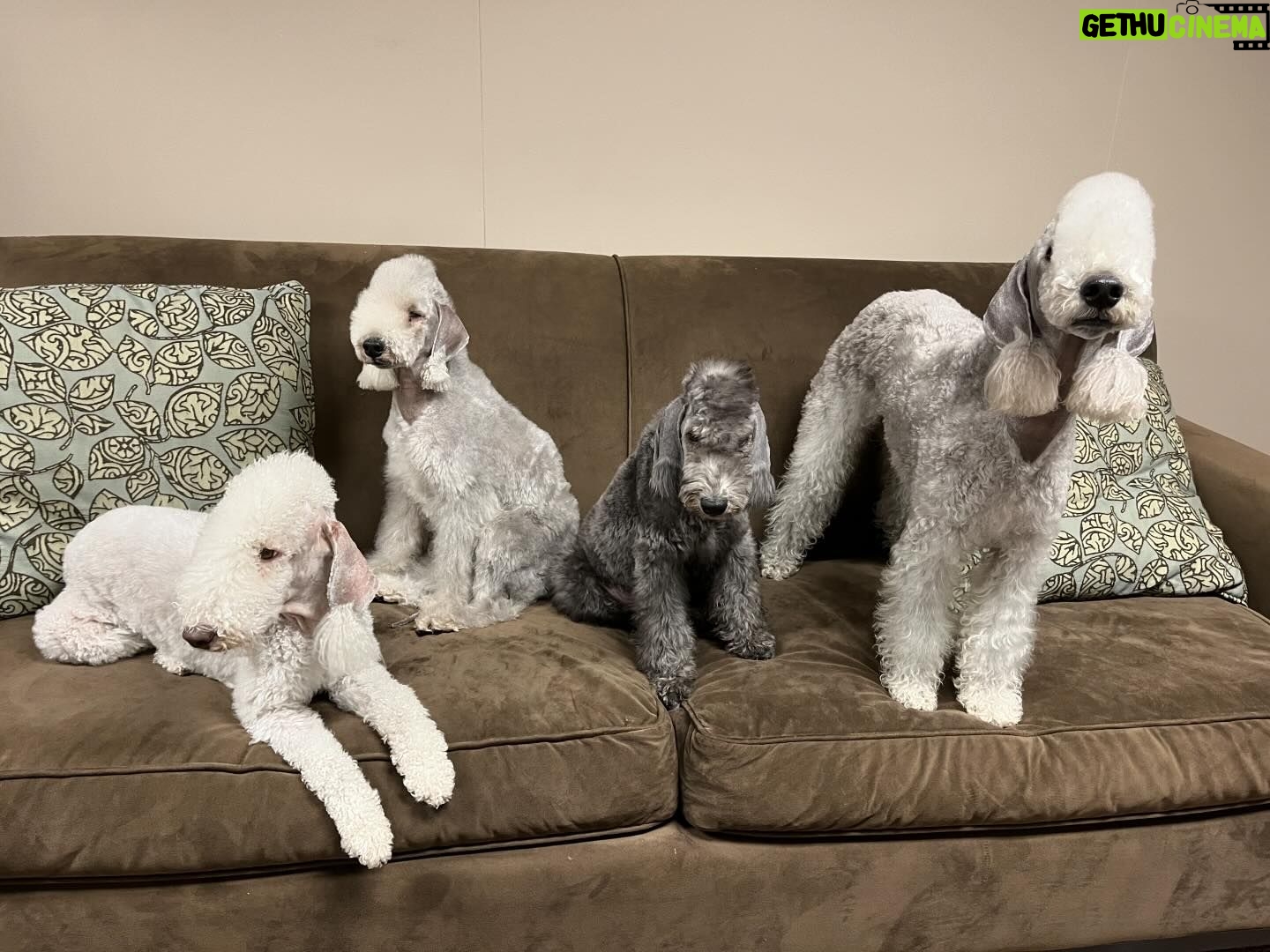 Janice Dean Instagram - Getting ready for #bestinshow with a photo shoot! #bedlingtonterriers @westminsterkennelclub