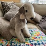 Janice Dean Instagram - Lola’s dad Nuke will be competing tomorrow @westminsterkennelclub dog show!‬⁩ #BedlingtonTerrier 🐾