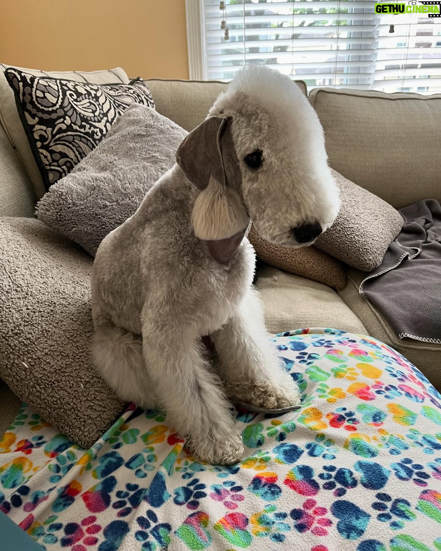 Janice Dean Instagram - Lola’s dad Nuke will be competing tomorrow @westminsterkennelclub dog show! #BedlingtonTerrier 🐾
