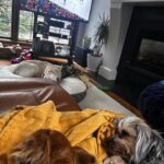 Jann Arden Instagram - Omg- poppy is being forced to watch hockey! I need to get home!!!