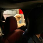 Jann Arden Instagram - @lorelai_theshihtzu loves a late night drive-through