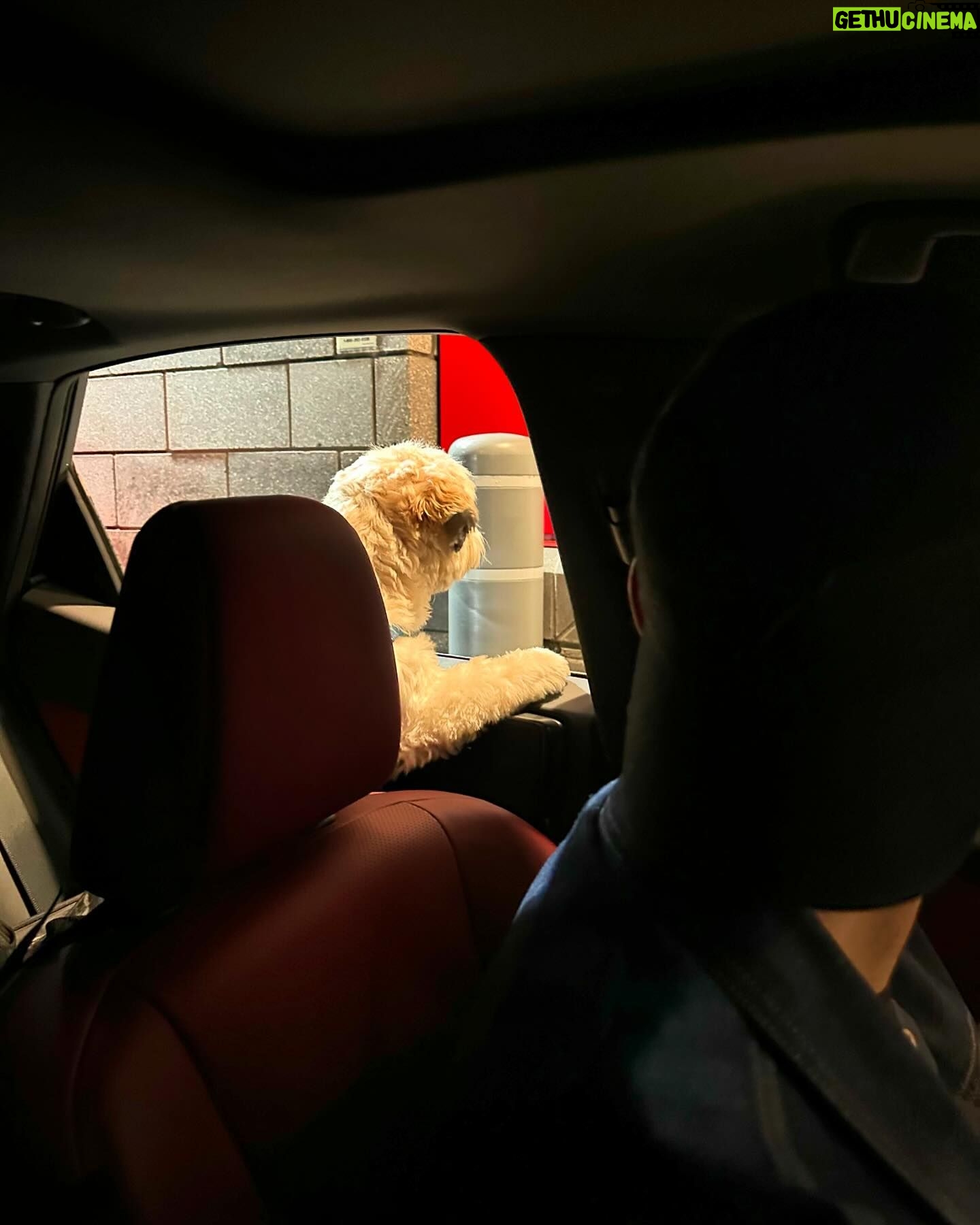 Jann Arden Instagram - @lorelai_theshihtzu loves a late night drive-through