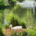 Jann Arden Instagram - Thought I'd just post a photo of a swan nesting in a park in London.
