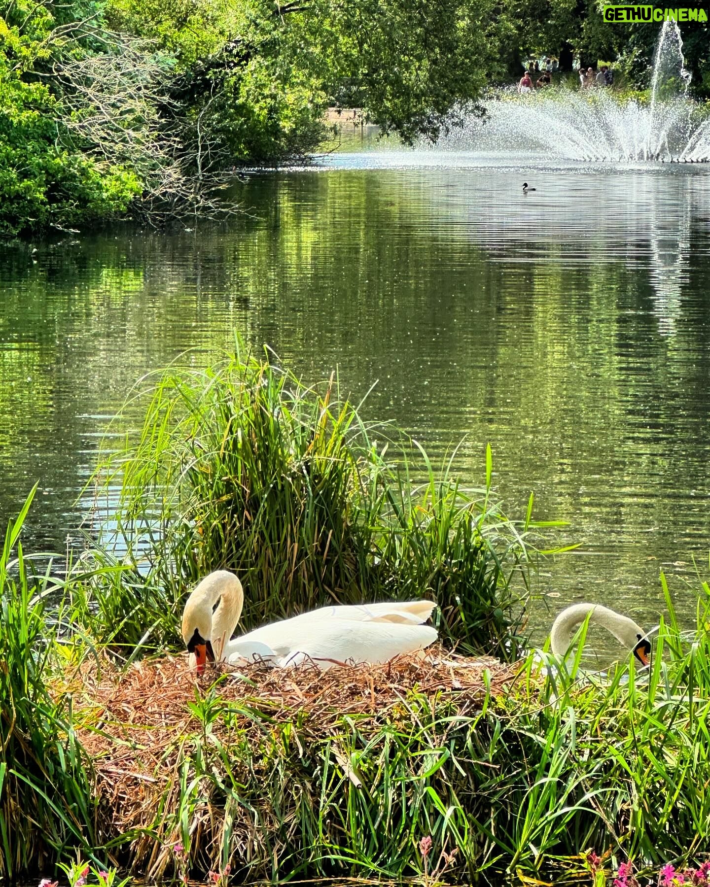 Jann Arden Instagram - Thought I'd just post a photo of a swan nesting in a park in London.