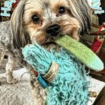 Jann Arden Instagram - Celebrating the joy these beautiful-beings bring into our lives. Happy #NationalPetDay! Many thanks to @michaelaquinn for putting this terrific reel together!!!!