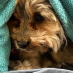 Jann Arden Instagram - Look at this good boy. #poppy