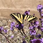 Jasmine Arteaga Sorge Instagram - Saw this beautiful butterfly 🦋 today. Broke my heart to see it’s wing like that, I didn’t think it could fly, like it was hurt....but we saw it start to fly. I love what the simple things in life teach us. This beautiful butterfly reminded me we are all broken in someway but we still have to keep going and fly.
