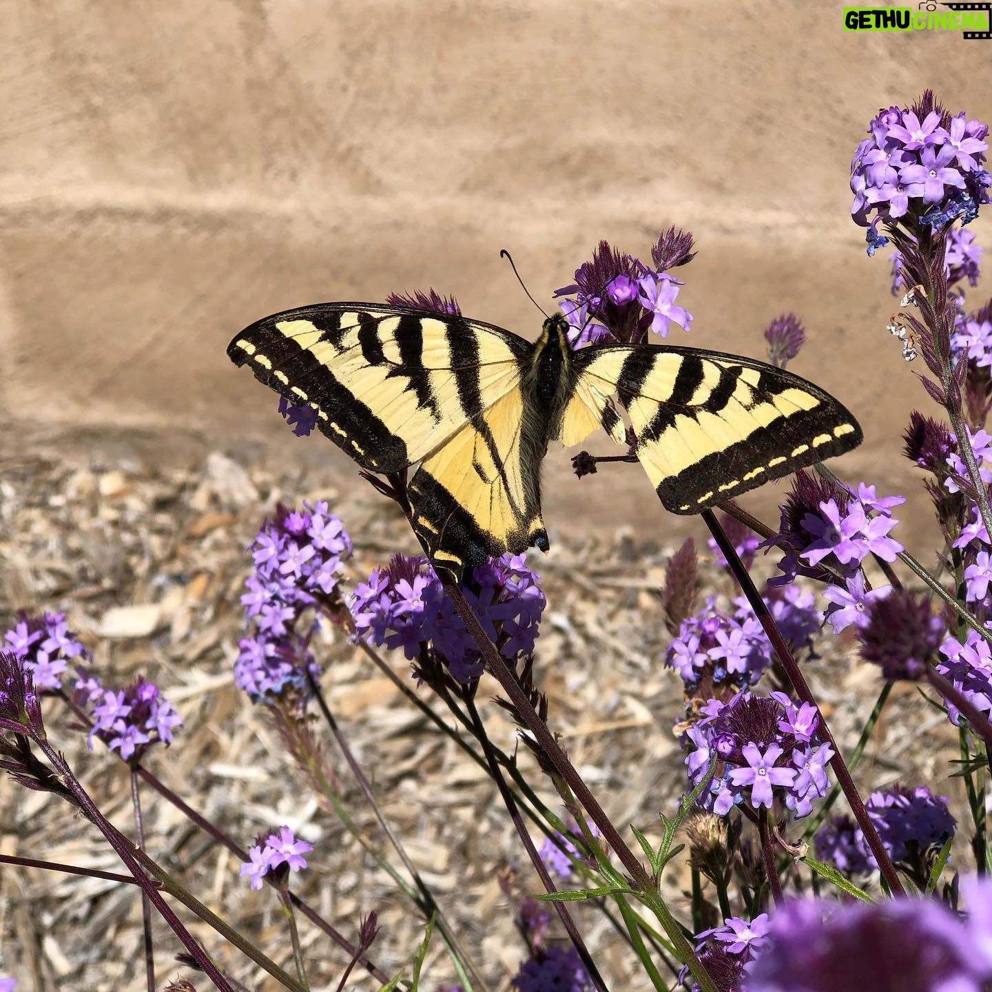 Jasmine Arteaga Sorge Instagram - Saw this beautiful butterfly 🦋 today. Broke my heart to see it’s wing like that, I didn’t think it could fly, like it was hurt....but we saw it start to fly. I love what the simple things in life teach us. This beautiful butterfly reminded me we are all broken in someway but we still have to keep going and fly.